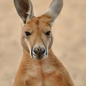 Red kangaroo (Macrpus rufus)