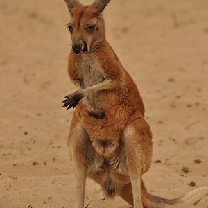 Red kangaroo (Macrpus rufus)