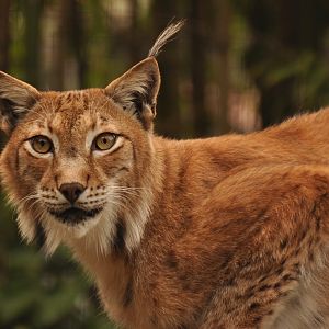 Eurasian lynx (Lynx lynx)