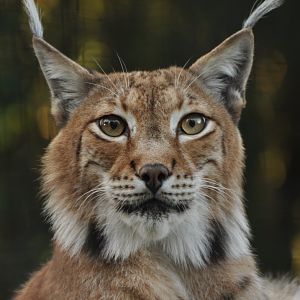 Eurasian lynx (Lynx lynx)