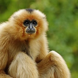 Yellow-cheeked gibbon (Nomascus gabriellae)