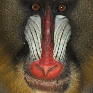 Mandrill (Mandrillus sphynx)
