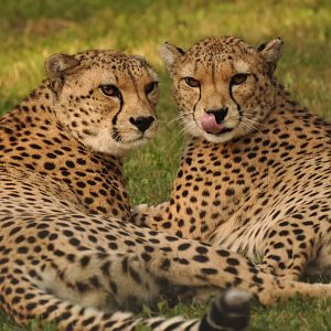 Sudan cheetah (Acinonyx jubatus soemmeringii)