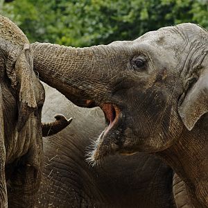 Asian elephant (Elephas maximus)