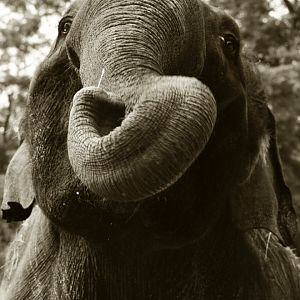 Asian elephant (Elephas maximus)