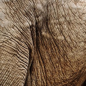 Asian elephant (Elephas maximus)