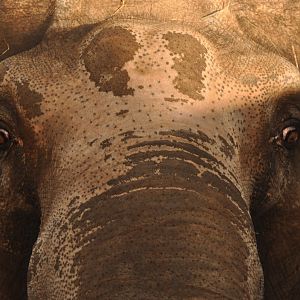 Asian elephant (Elephas maximus)