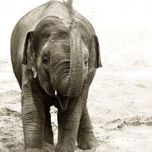 Asian elephant (Elephas maximus)