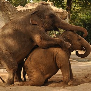 Asian elephant (Elephas maximus)
