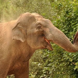 Asian elephant (Elephas maximus)