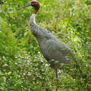 Saurus crane (Antigone antigone)