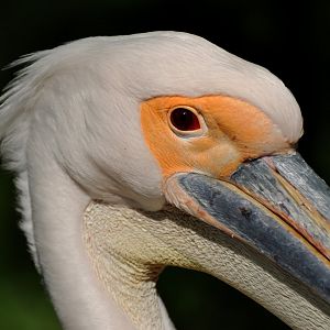 Great white pelican (Pelecanus onocrotalus)