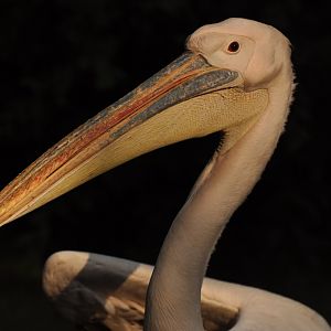 Great white pelican (Pelecanus onocrotalus)
