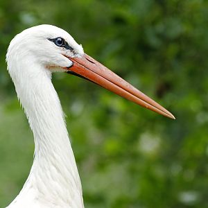 White stork (Ciconia ciconia)