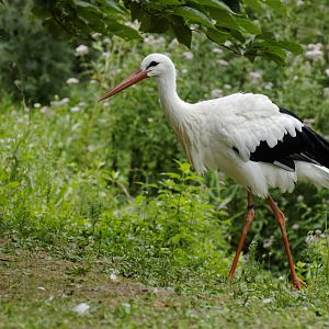 White stork (Ciconia ciconia)