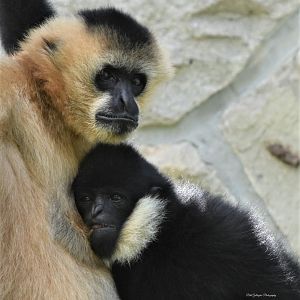 White cheek gibbons