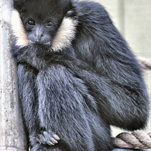 White Cheek Gibbon