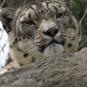 Snow leopard