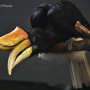 Rhinocerous Hornbill