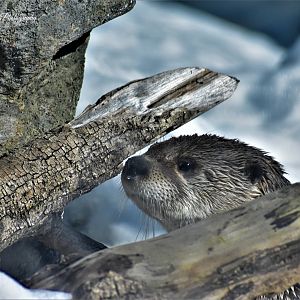 River otter