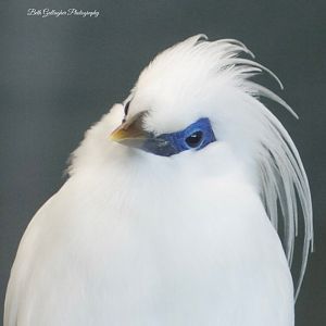 Bali Myna