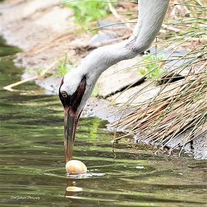 Whooping Crane