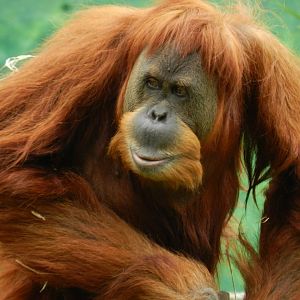"Else", the sumatran orangutan - BioParque do Rio