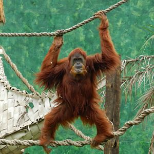 "Else", the sumatran orangutan - BioParque do Rio