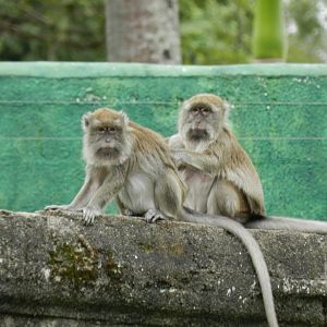 Crab-eating macaques - BioParque do Rio