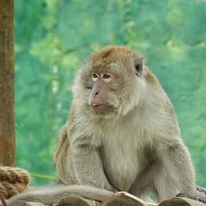 Crab-eating macaque - BioParque do Rio