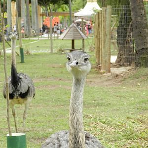Greater rheas - BioParque do Rio