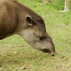 Brazilian tapir - BioParque do Rio