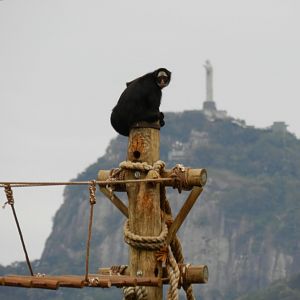 Monkey and christ the redeemer - BioParque do Rio