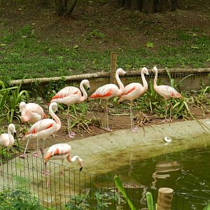 Chilean flamingos - BioParque do Rio