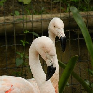 Chilean flamingos - BioParque do Rio