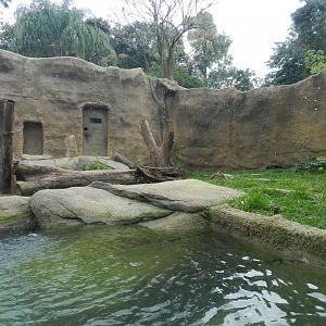 Spectacled bear exhibit - BioParque do Rio