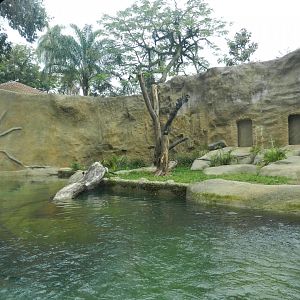 Spectacled bear exhibit - BioParque do Rio