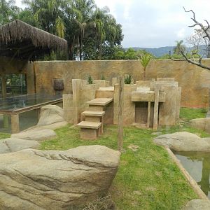 Lion exhibit - BioParque do Rio
