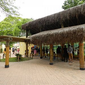 Bengal tiger exhibit - BioParque do Rio