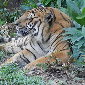 Bengal tiger - BioParque do Rio