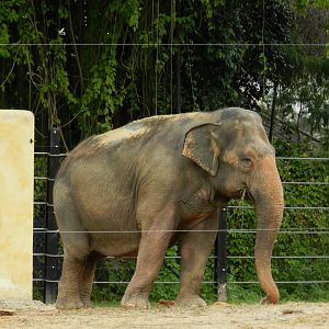Koala, the asian elephant - BioParque do Rio