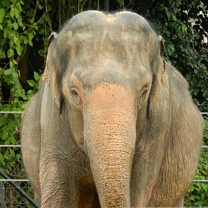 Koala, the asian elephant - BioParque do Rio
