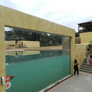 Asian area, underwater viewing - BioParque do Rio