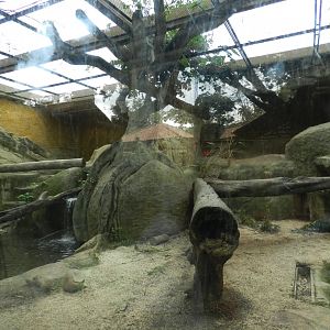 Jaguar exhibit - BioParque do Rio