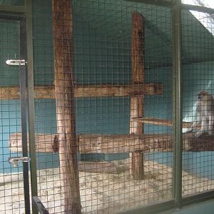 Munkholm Zoo - Patas monkey exhibit (indoors)