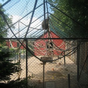 Munkholm Zoo - Macaque exhibit (outdoors)