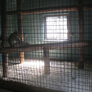 Munkholm Zoo - Macaque exhibit (indoors)