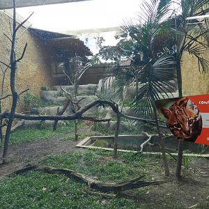 Ocelot exhibit - BioParque do Rio