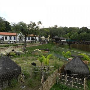 African savanna - BioParque do Rio