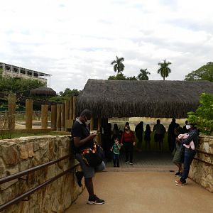 Hippo underwater viewing - BioParque do Rio
